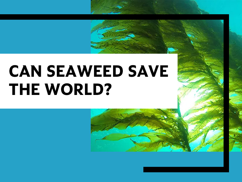 Luminous green seaweed under the sea, text overlay: Can Seaweed Save the World?