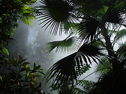 Plants in Adelaide Botanical Garden