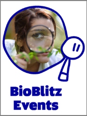 BioBlitz poster