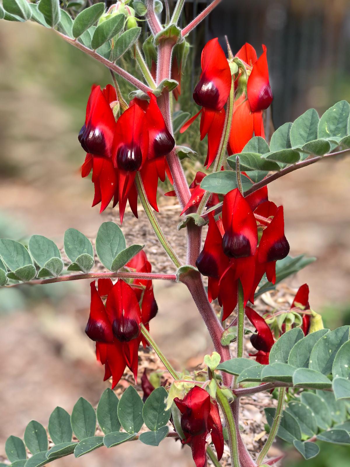 First Place - Erin Ward