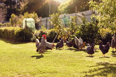 Backyard vegetable patch with chickens
