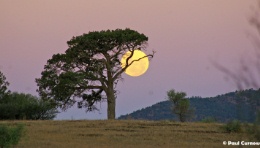 Supermoon over Rawnsley Station in the Flinders Ranges. Photo by Paul Curnow.  