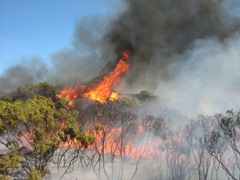 bushfire burning