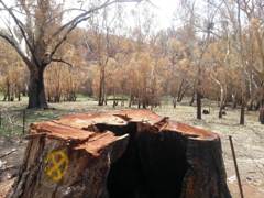 landscape after bushfire