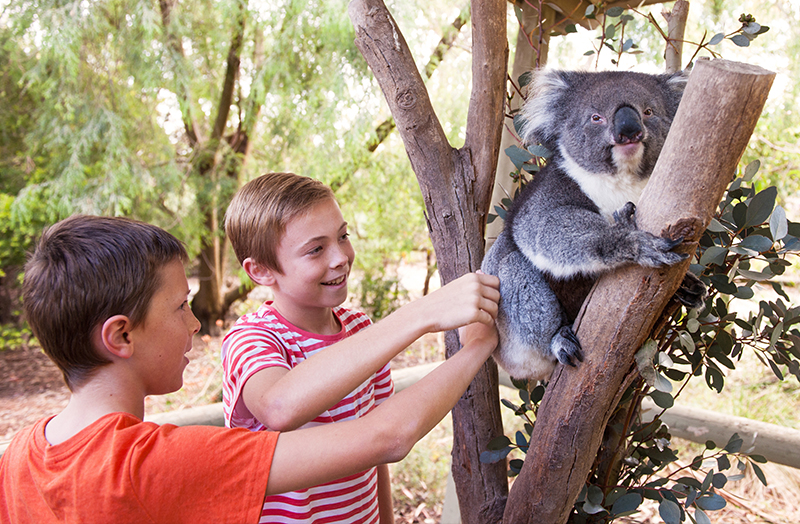 Two kids looking at a koala in a tree