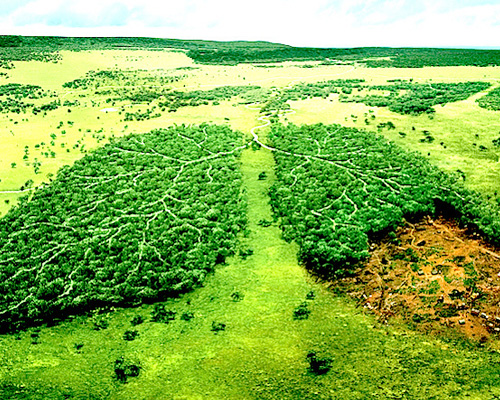 deforestation and lungs