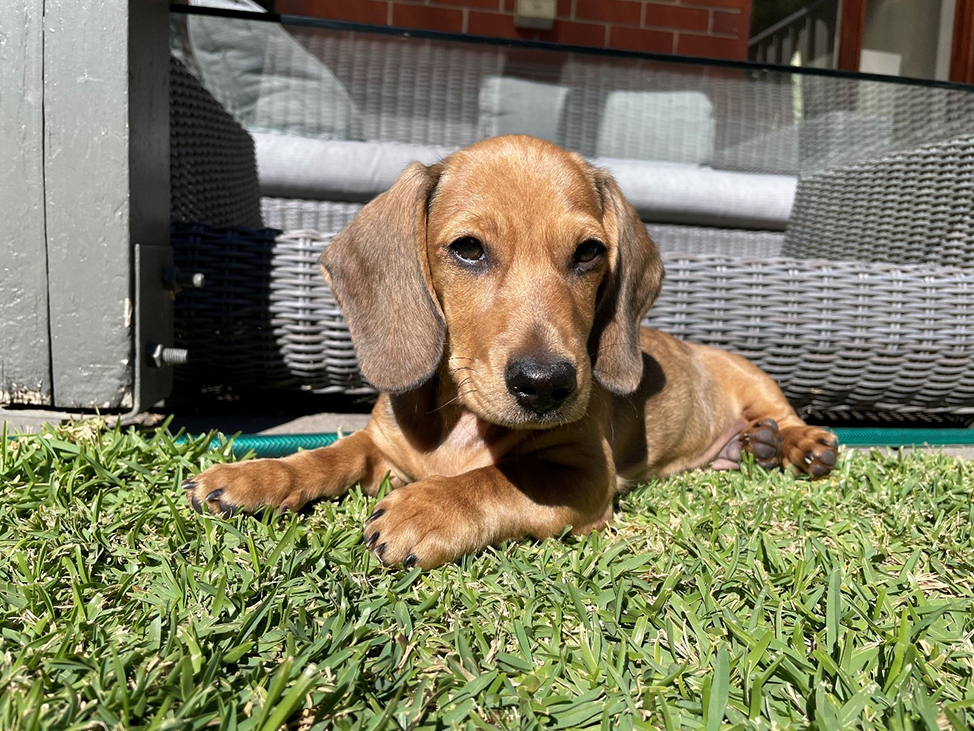 Dachshund pup Dexter