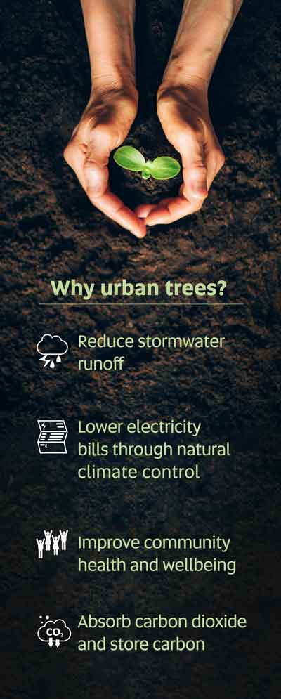 Infograph: Benefits of planting tress 