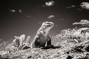 Land Iguana in Plaza Islands