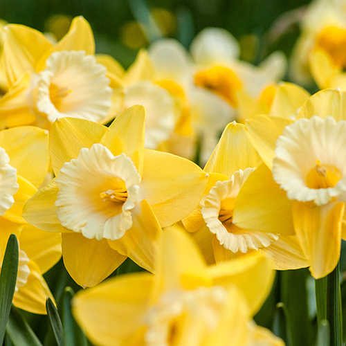 Daffodil-unsplash_web.jpg