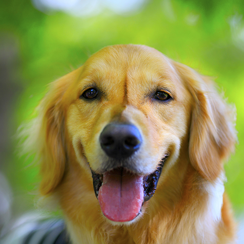 Happy dog GettyImages-998158060_web.jpg