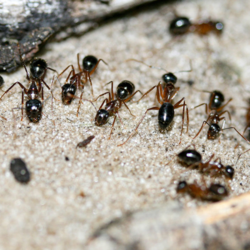 sugar ants_1280p.jpg