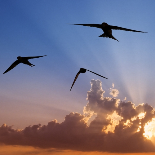 Swifts - one of the world's fastest and most aerobatic birds - is the inspiration for the flapping wing drone.