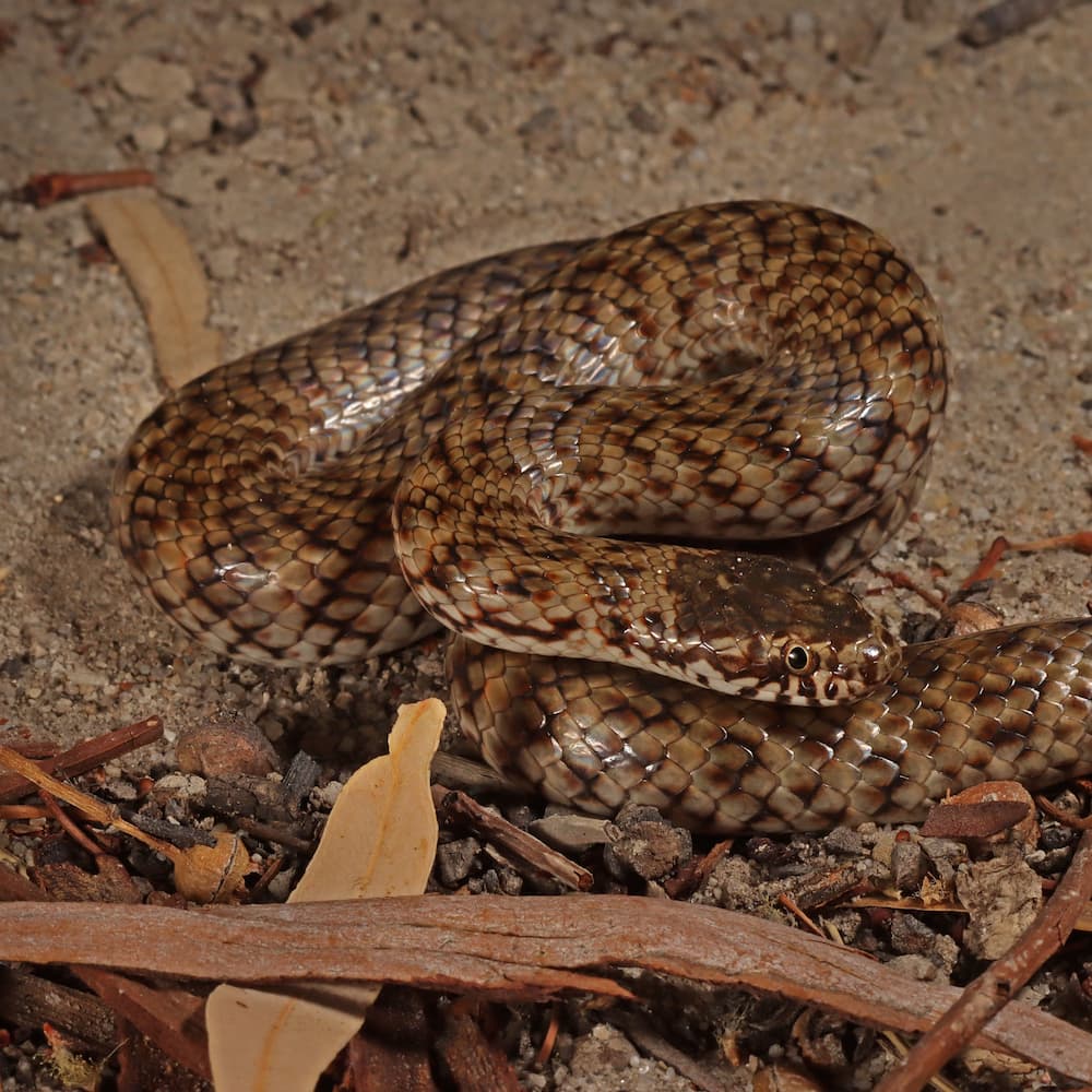 Fang-tastic! Venomous, endangered mud adder drops into SA for dinner - News  and events - University of South Australia