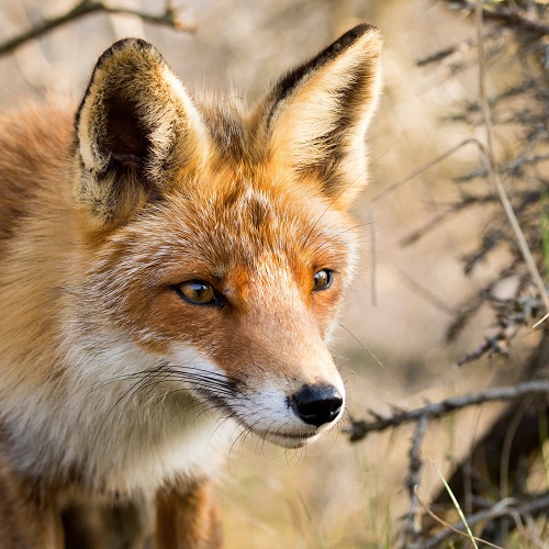 Red fox_500x500.jpg