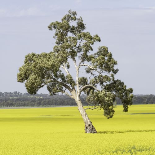 Canola field