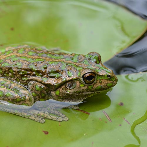 Alien frog invasion wreaks havoc on natural habitat - News and