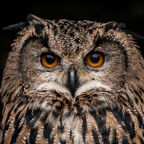 Orange-eyed brown owl