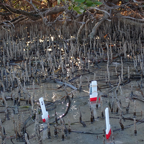 Mangrove sediments with DGT Probes