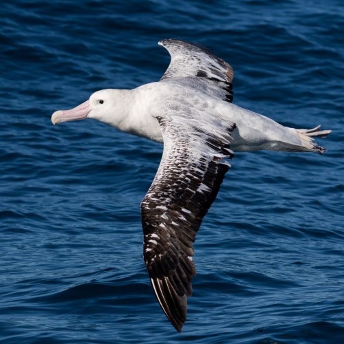 Wandering albatross 