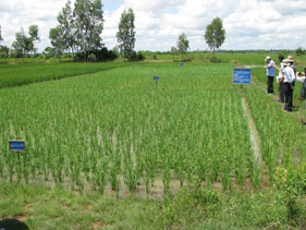 Rice paddy in Cambodia