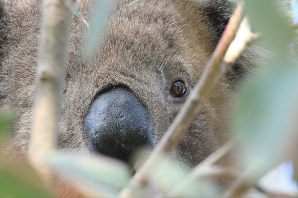 Koala in my patch