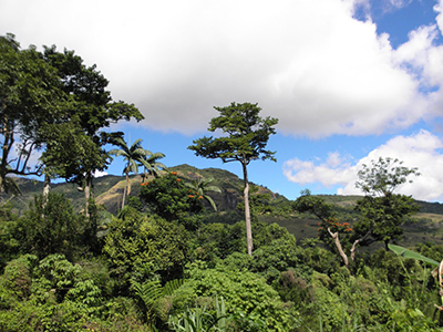 Emergent ma trees towering over secondary forest in the scenic Mount Koroyanitu Heritage Park. Photo: Gunnar Keppel.