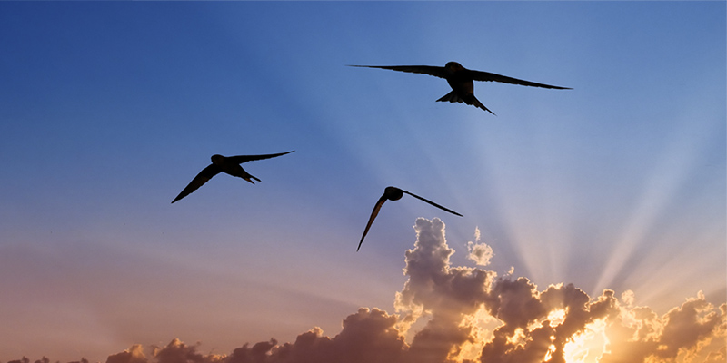 Swifts are the inspiration for the flapping wing drone.