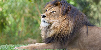 Lion. Photo courtesy Adelaide Zoo.