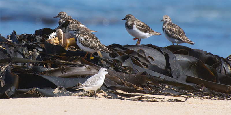 Beach-cast sea wrack has an ecological role to fulfill, particularly for migratory shorebirds.