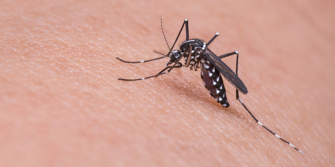 UniSA citizen science project explains the mosquito boom