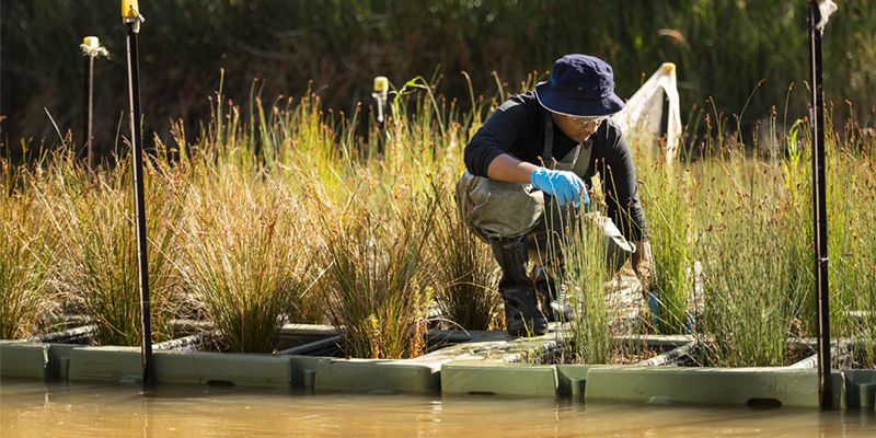 PFAS can be removed from contaminated water by Australian native rushes.