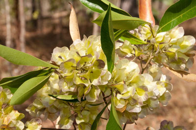 The Uncha plant. Photo: Chuulangun Aboriginal Corporation