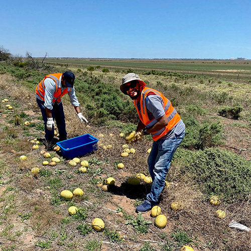 Prof Md Mizanur Rahman and Dr Rajibul Karim collect paddy melons for urease enzyme extraction.